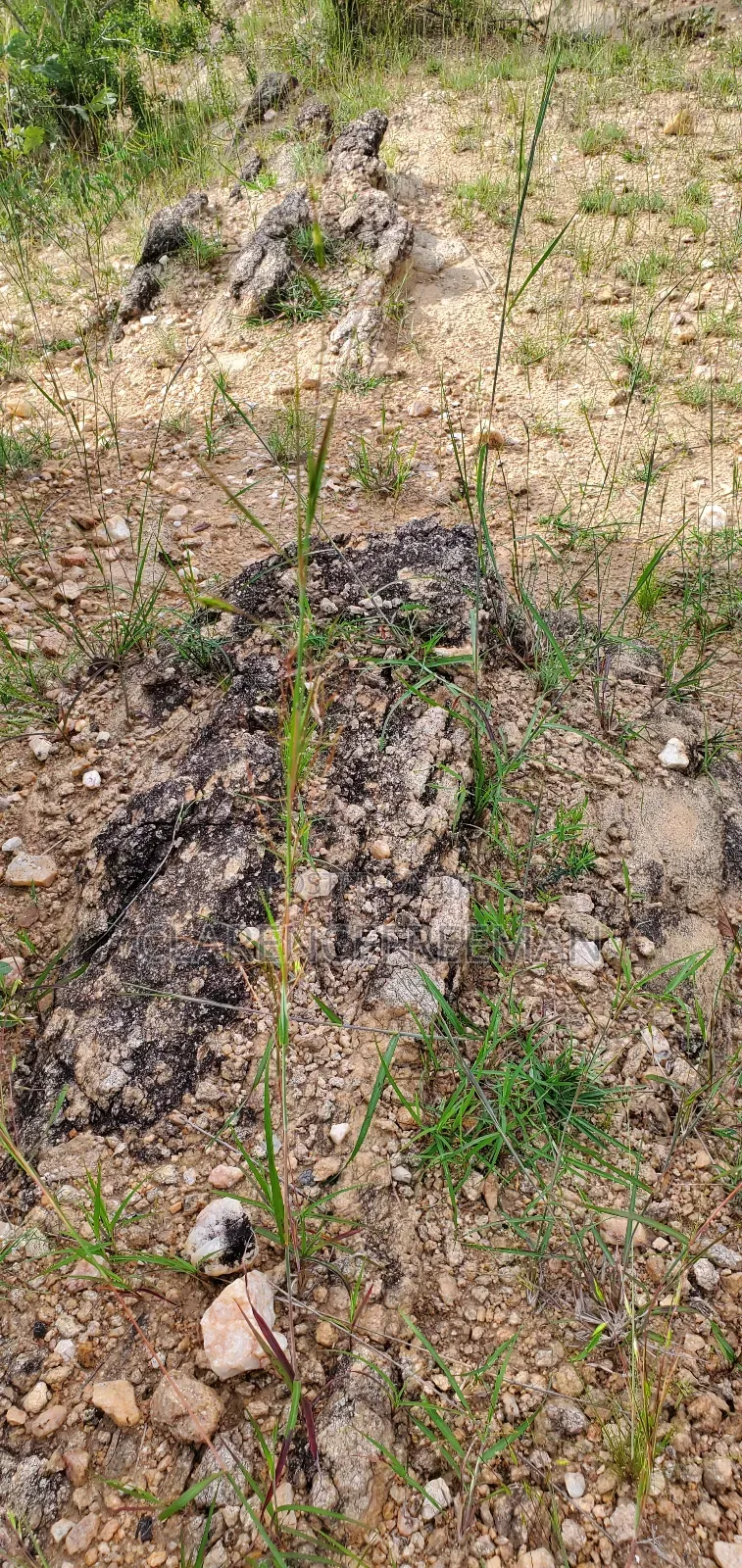 1 Acre of Land With Gold,Bukwa,With Artisanal Miners at 7m