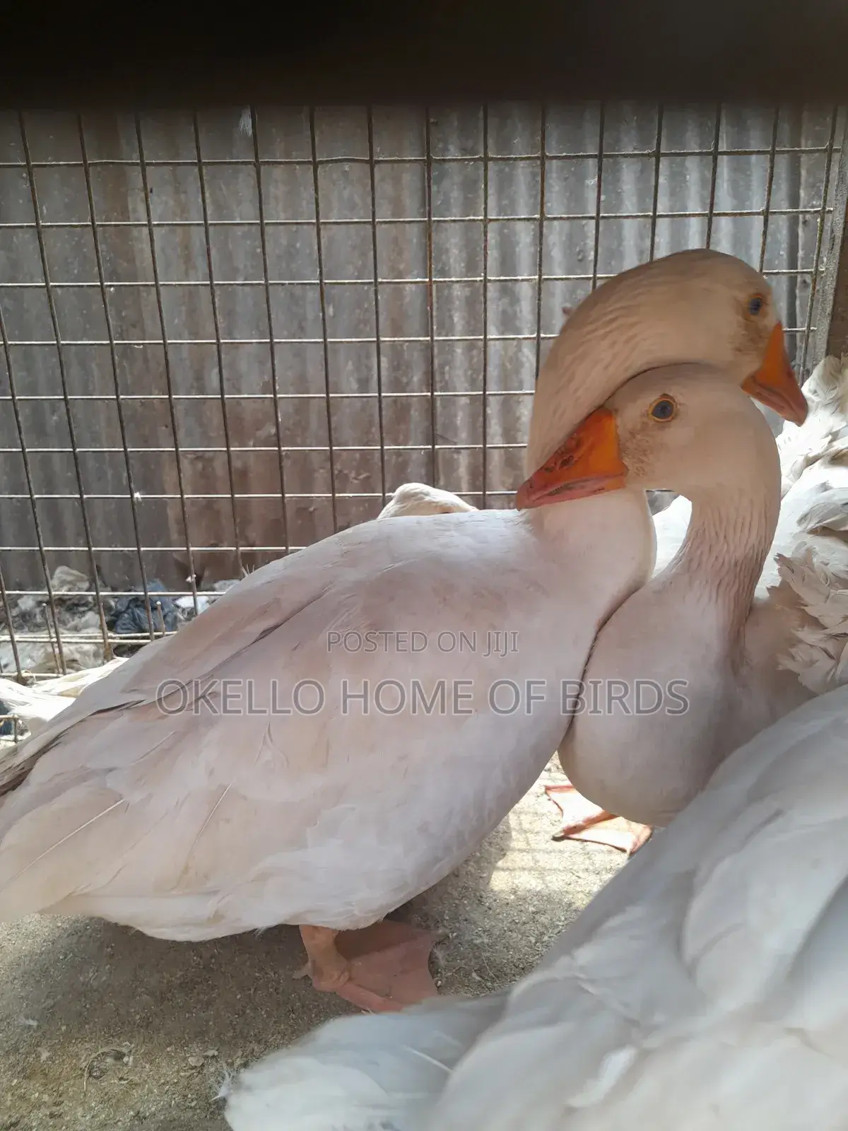 8 Geese for Sell