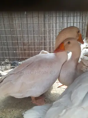 8 Geese for Sell