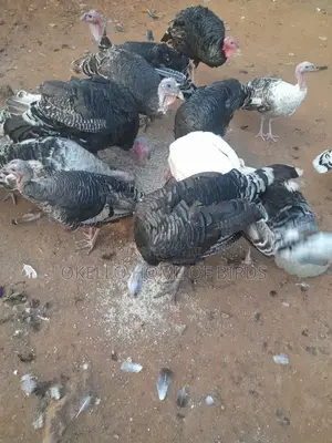 Golden Package Birds for Sell