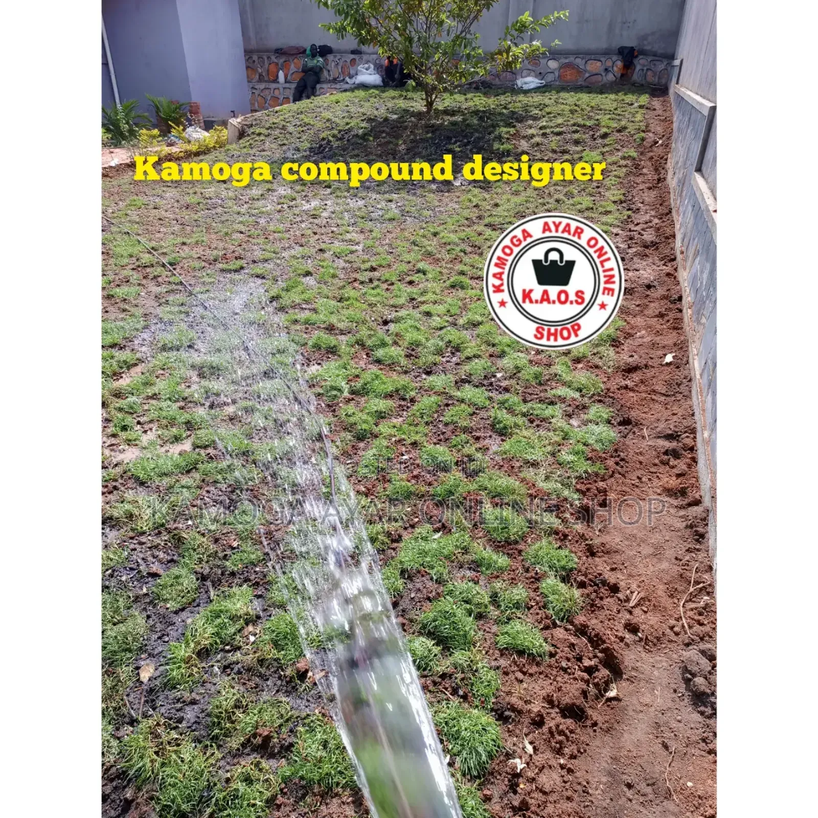 Natural Hybrid Paspalum Grass Lawn Shares