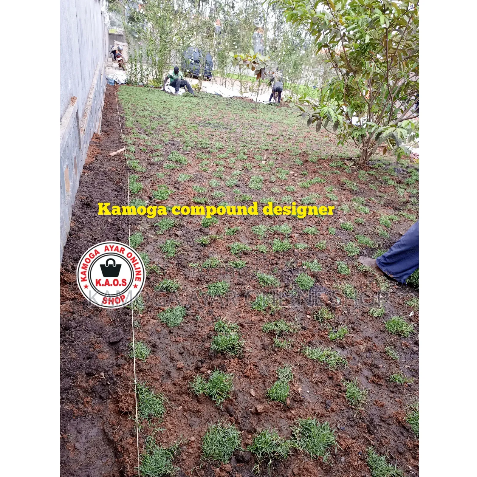 Hybrid Paspalum Grass/ Natural Grass Carpet 7