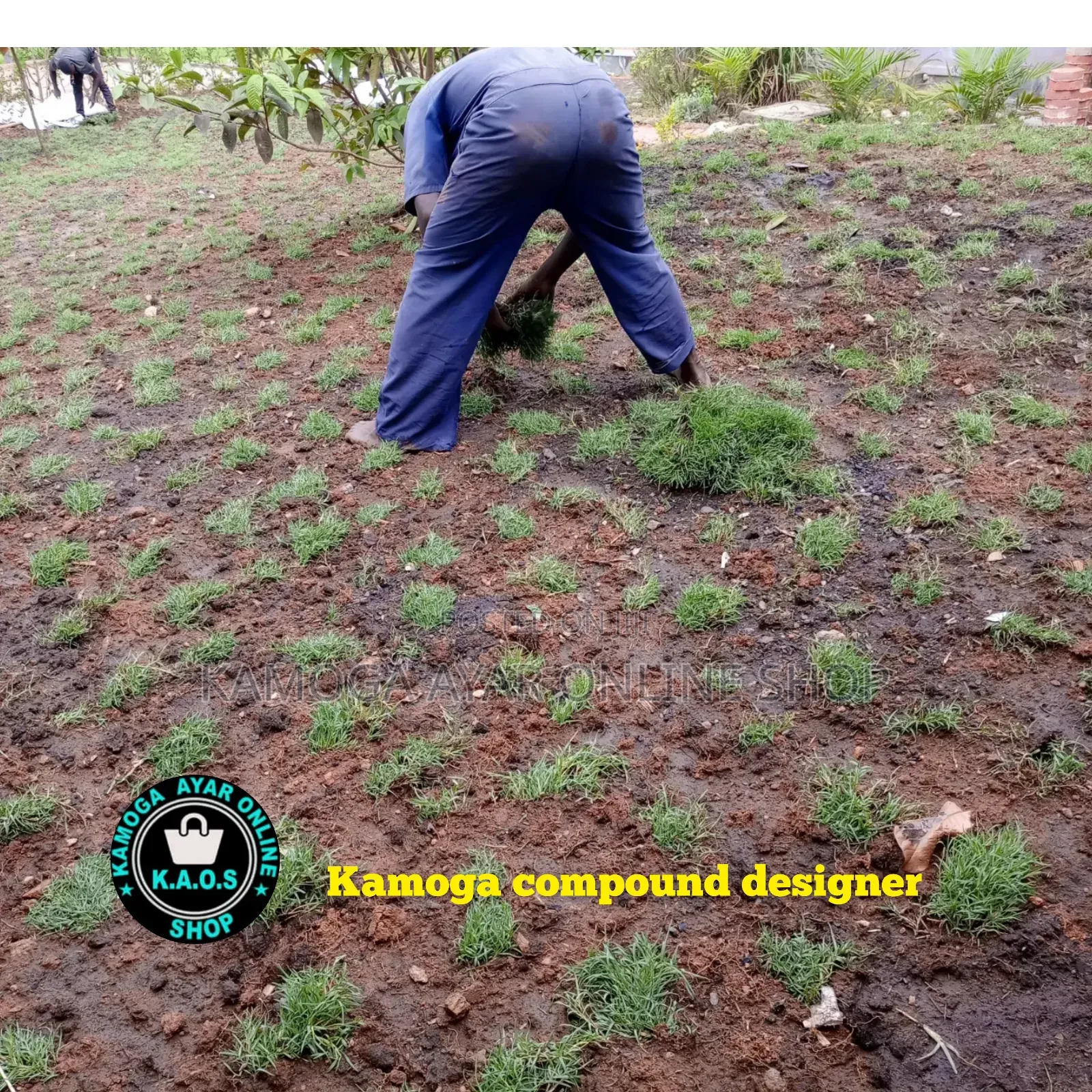 Hybrid Paspalum Grass/ Natural Grass Carpet 7