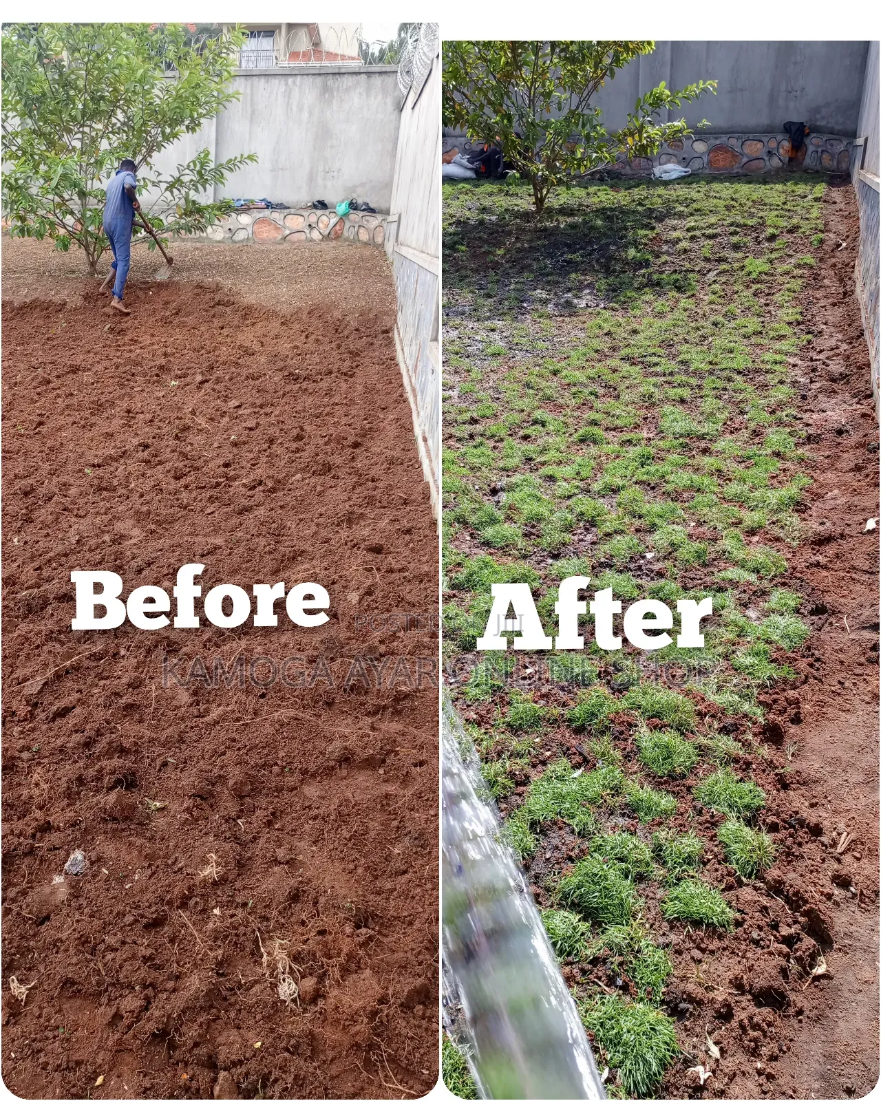 Natural Paspalum Grass/Natural Hybrid Grass