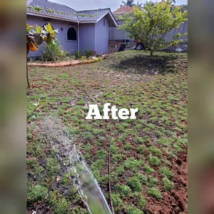 Natural Hybrid Paspalum Grass Lawn Carpet
