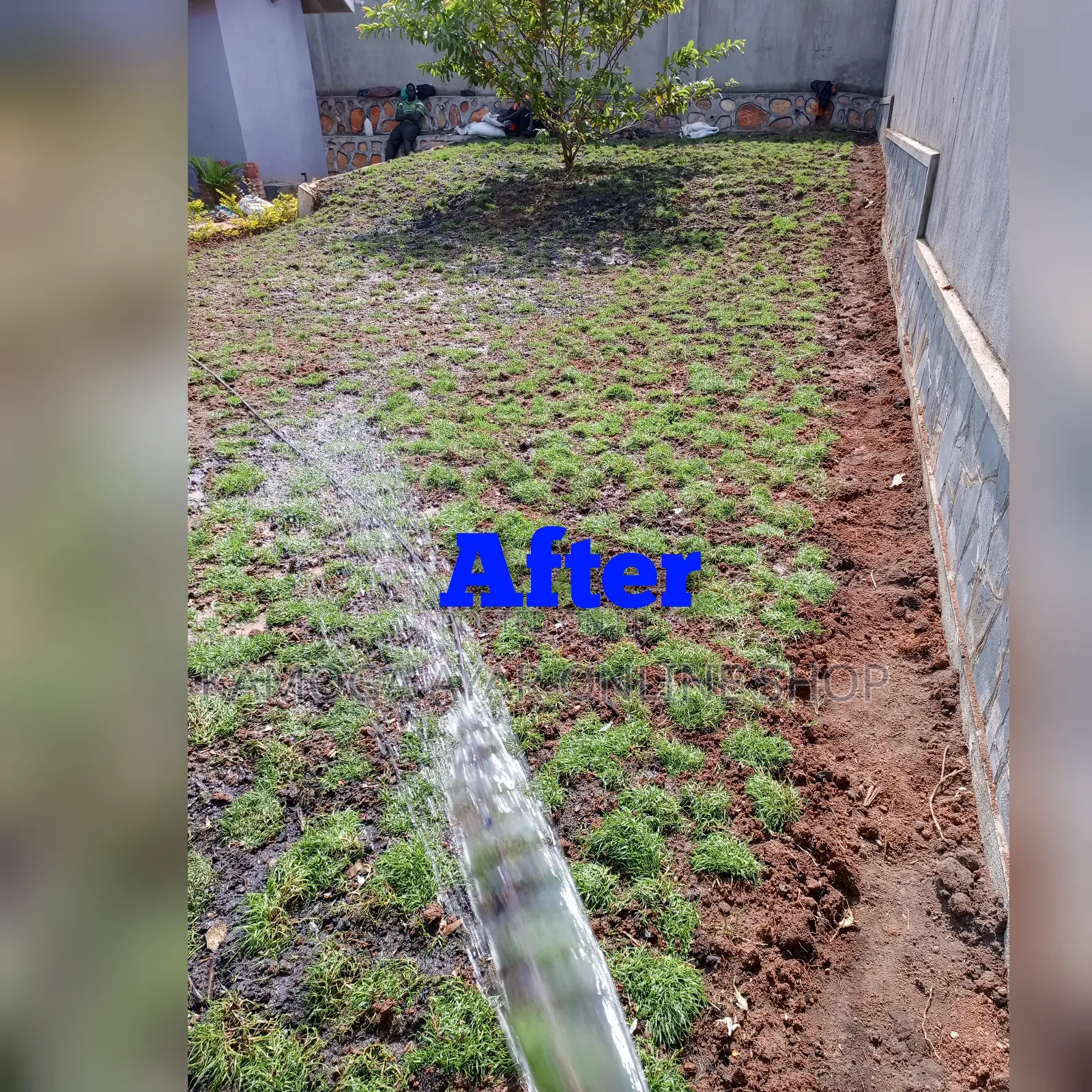 Natural Hybrid Paspalum Grass Lawn Carpet
