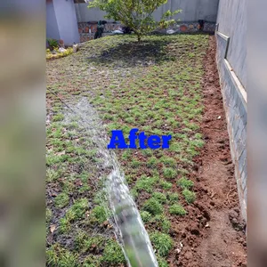 Natural Hybrid Paspalum Grass Lawn Carpet