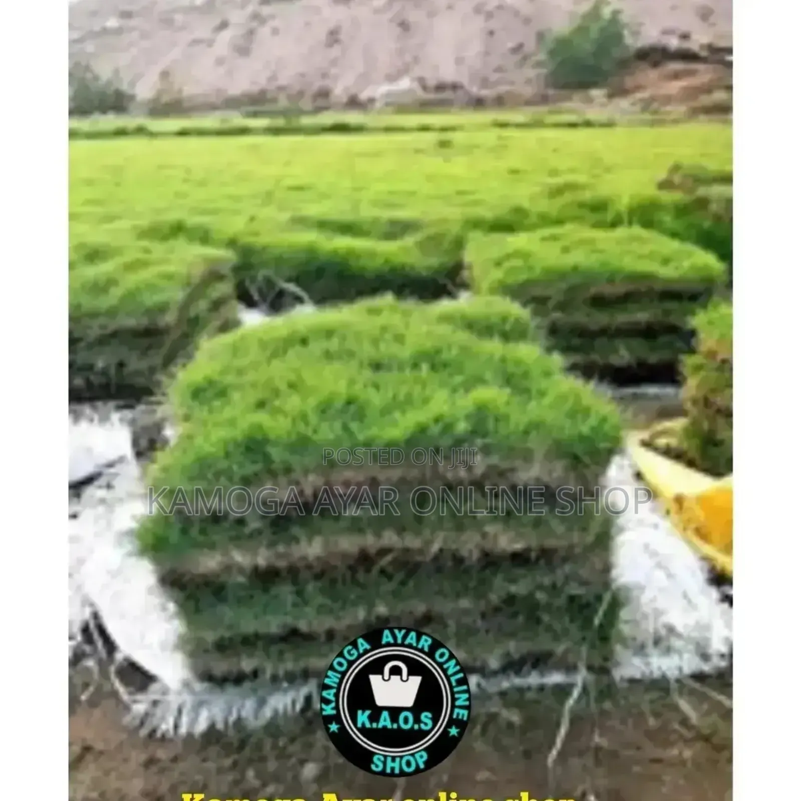 Natural Garden Hybrid Paspalum Grass Carpet