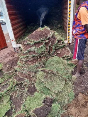 Hybrid Paspalum Grass and Natural Grass Carpet 1