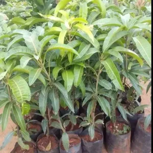 Hybrid Mango Tree Seedlings