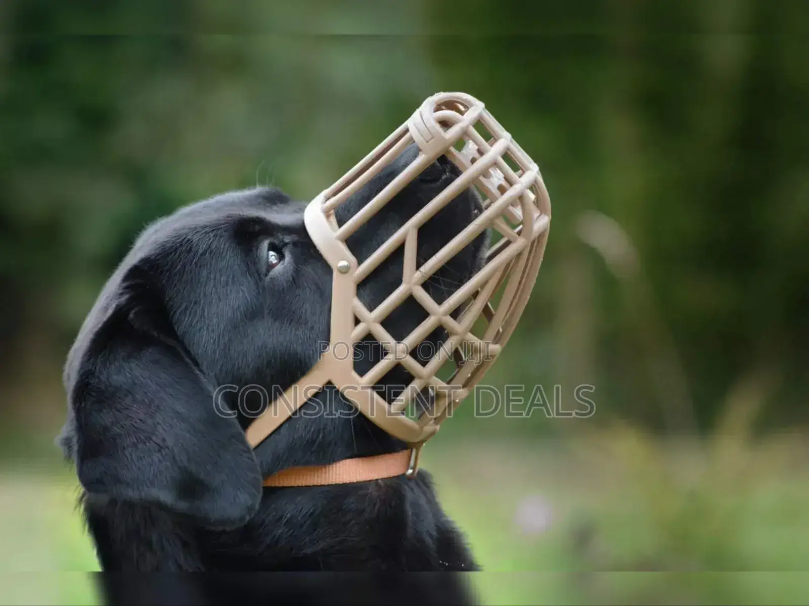 Quality Dog Muzzle