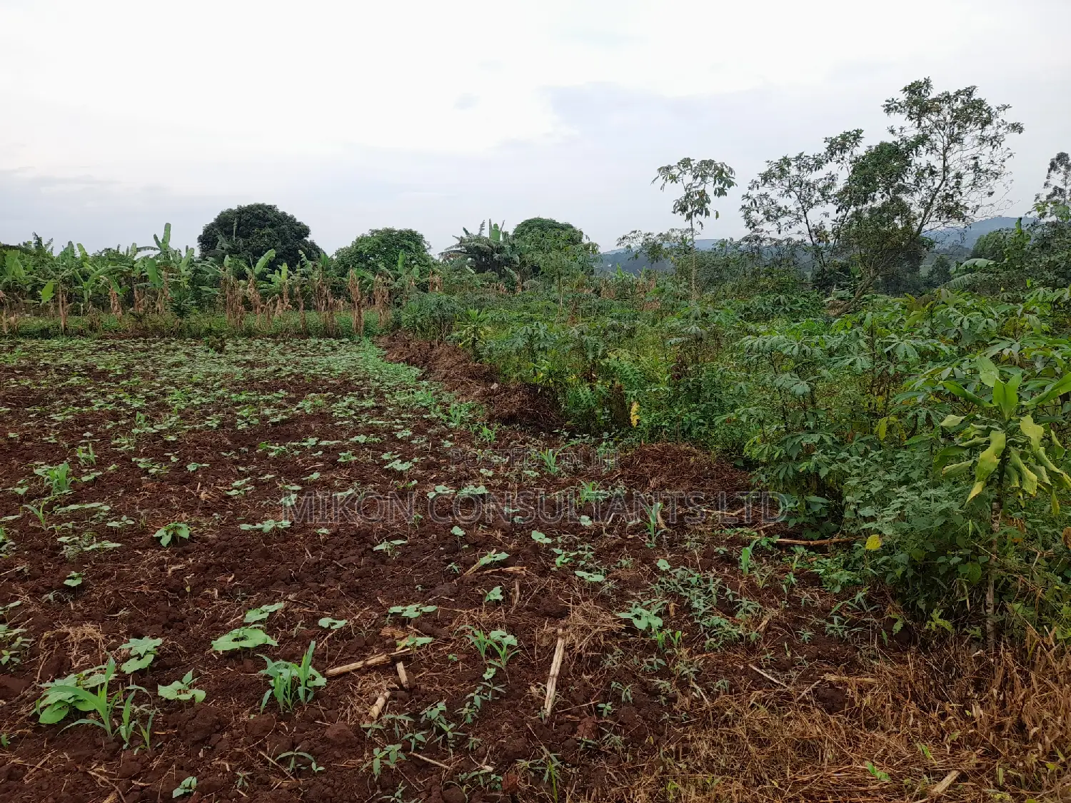 25 by 50 FTS Plot in Matuga Sanga on Sale
