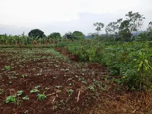25 by 50 FTS Plot in Matuga Sanga on Sale