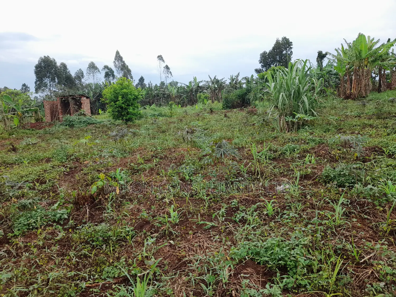 25 by 50 FTS Plot in Matuga Sanga on Sale