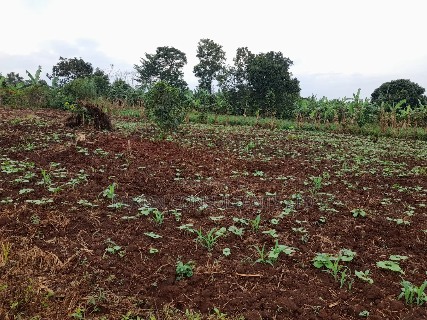 25 by 50 FTS Plot in Matuga Sanga on Sale