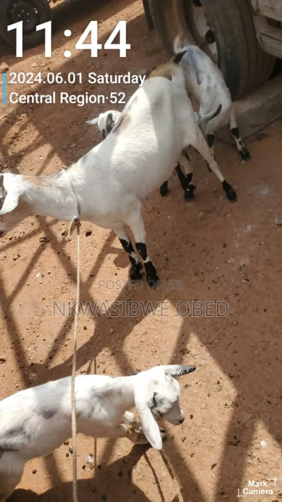 Mother Goat and It's Two Kids