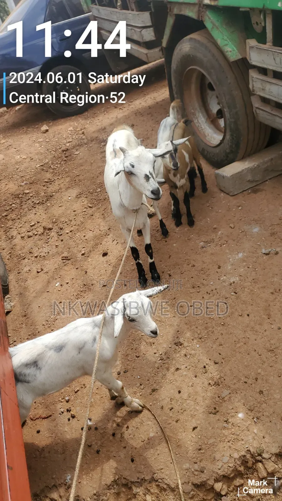 Mother Goat and It's Two Kids
