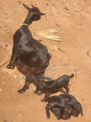 Mother Goat and It's Two Kids