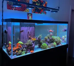Fish Podium