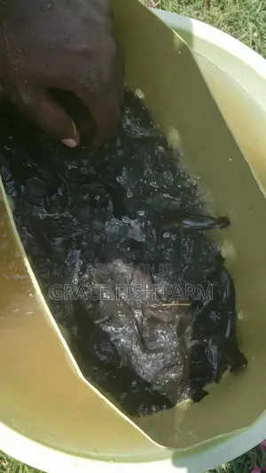 Catfish Fingerlings of 5grams