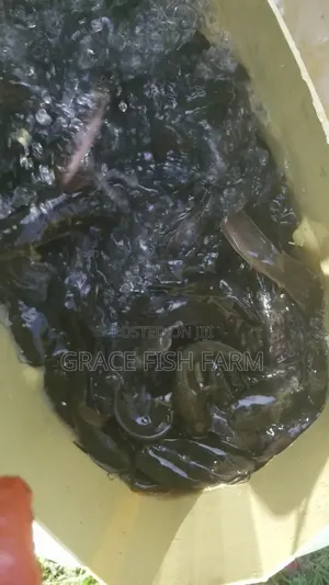 Catfish Fingerlings of 5grams