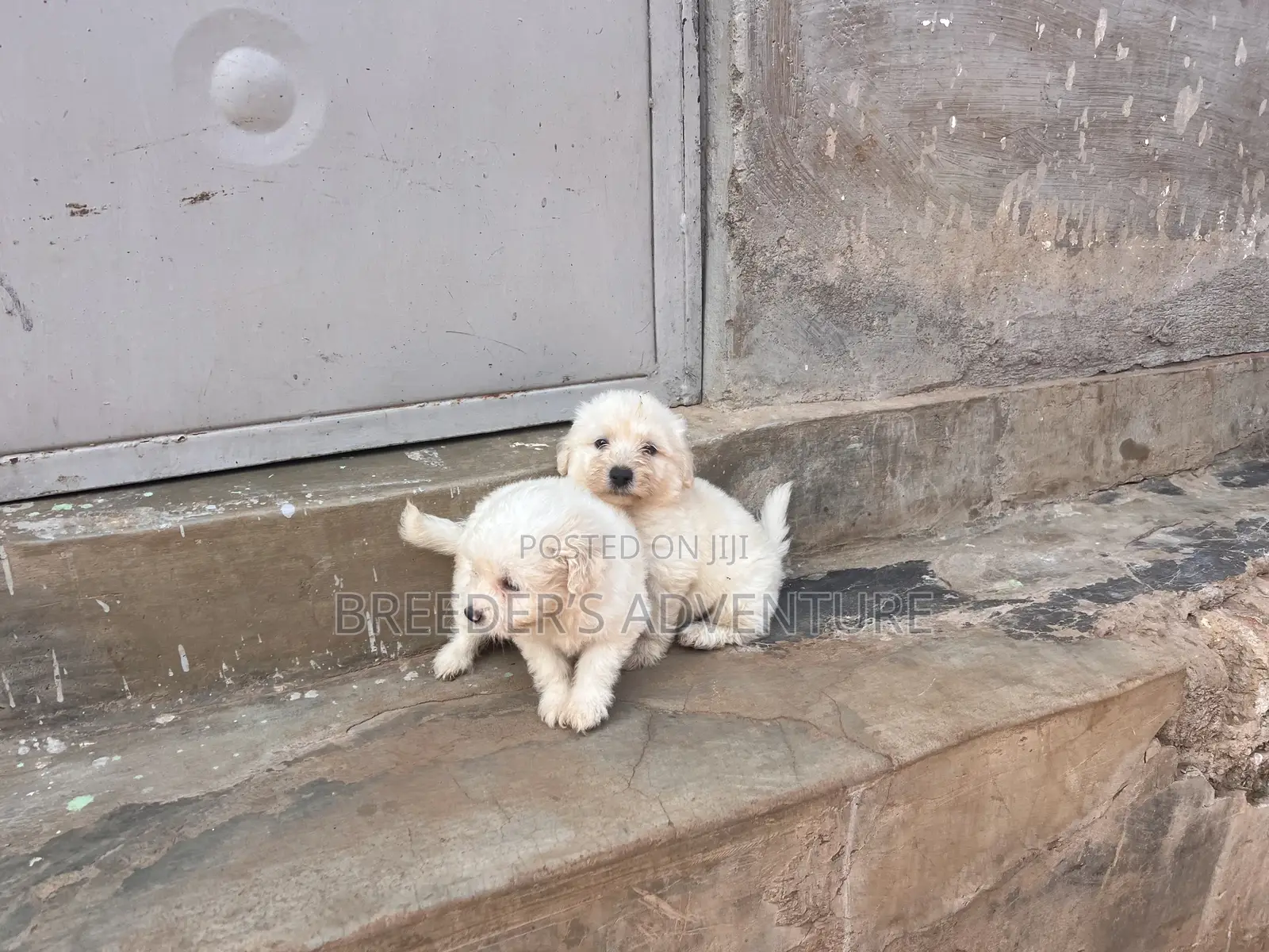 1-3 months Male Purebred Maltese