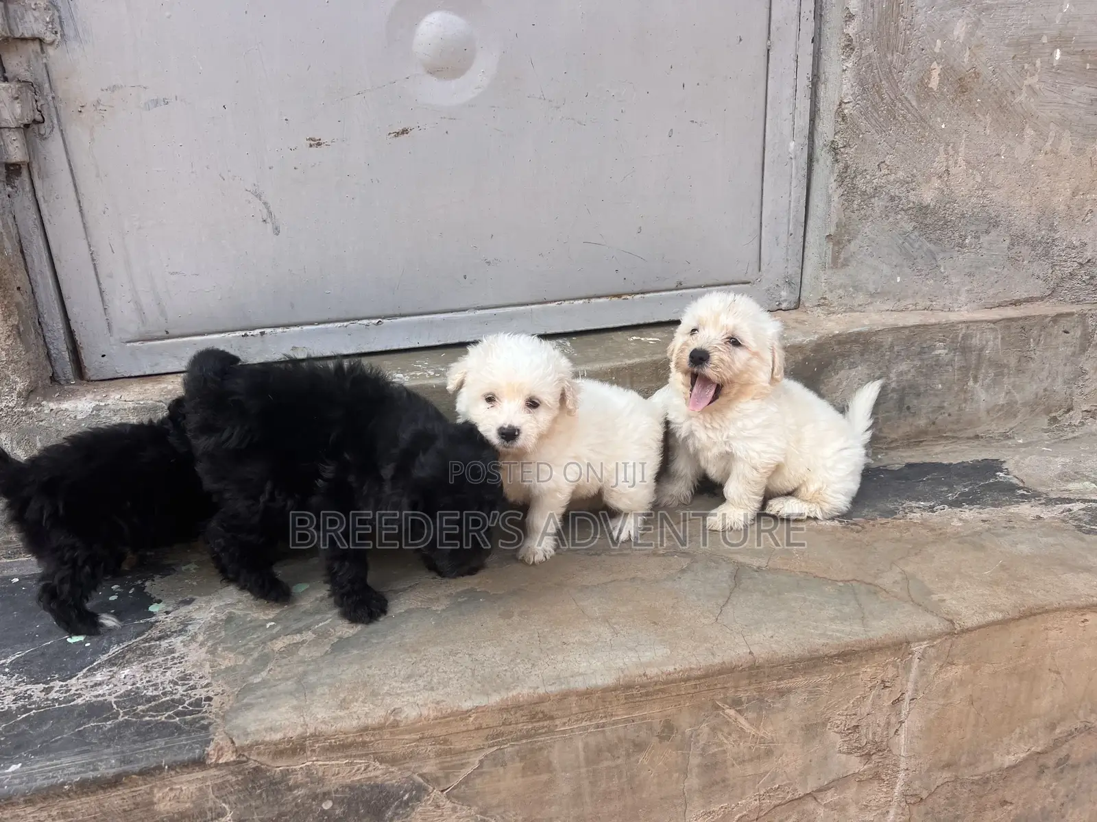 1-3 months Male Purebred Maltese