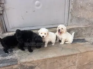 1-3 months Male Purebred Maltese