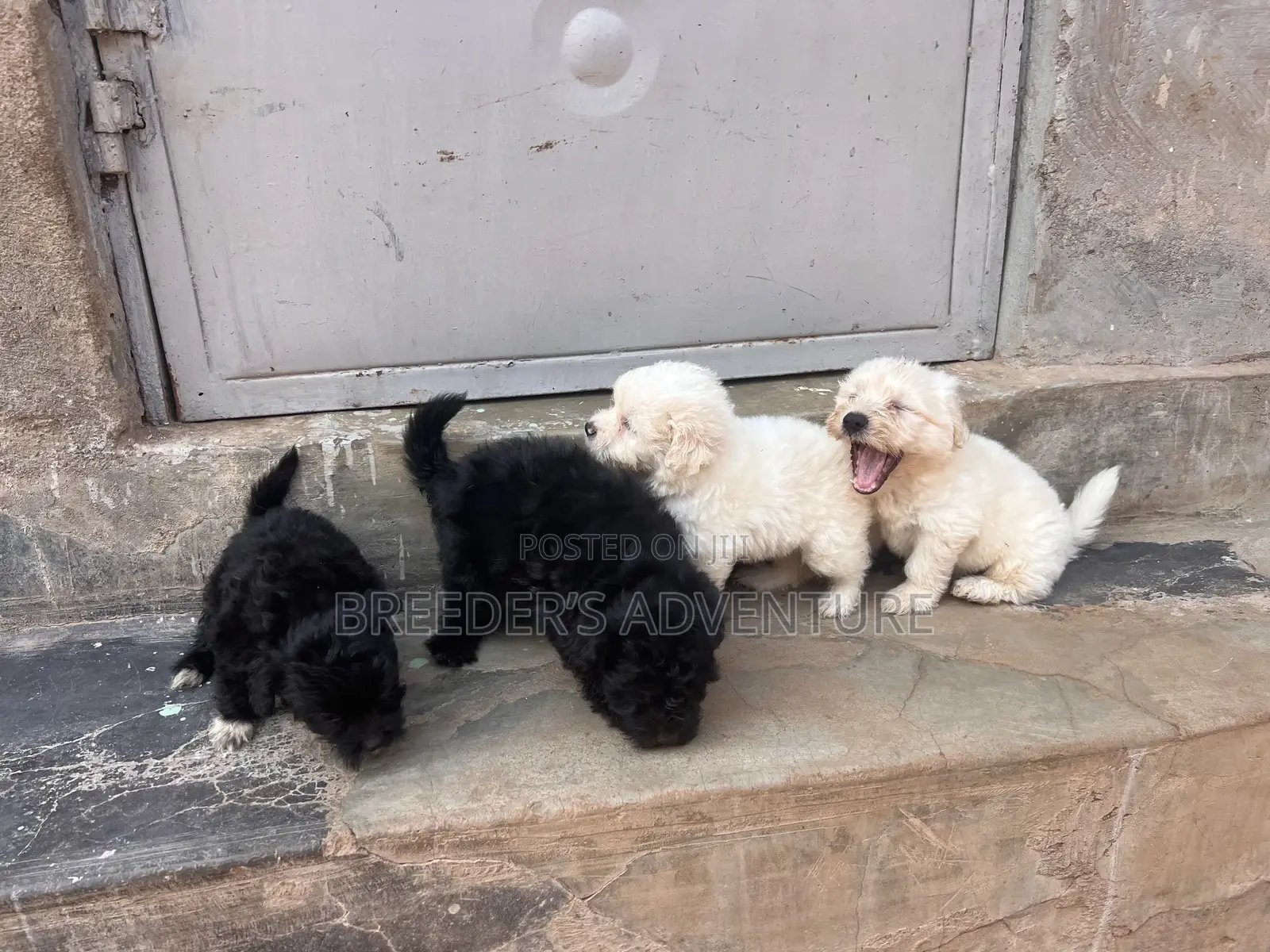 1-3 months Male Purebred Maltese