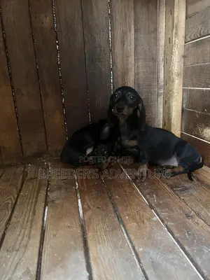 1-3 months Male Purebred Dachshund
