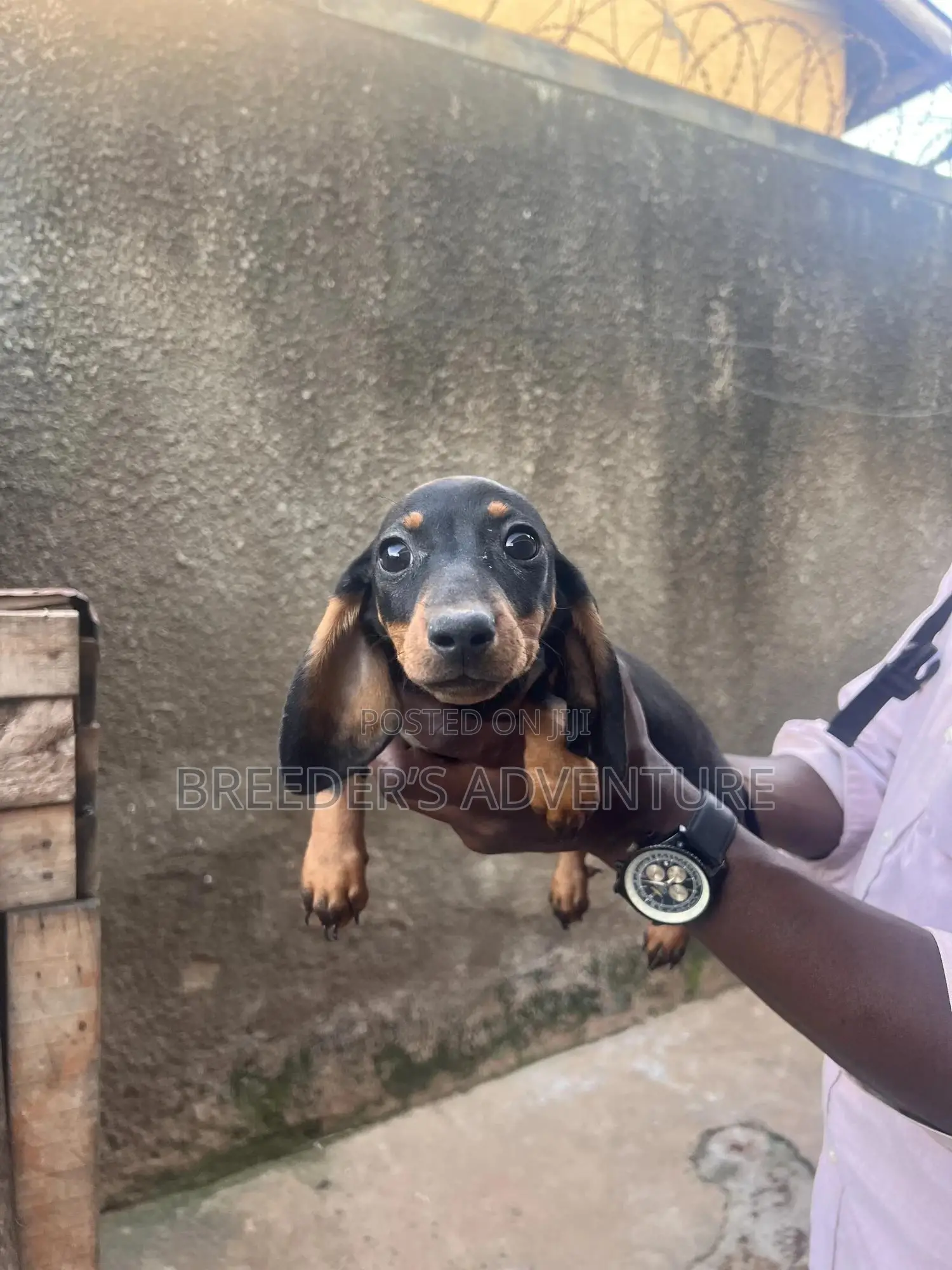 1-3 months Male Purebred Dachshund