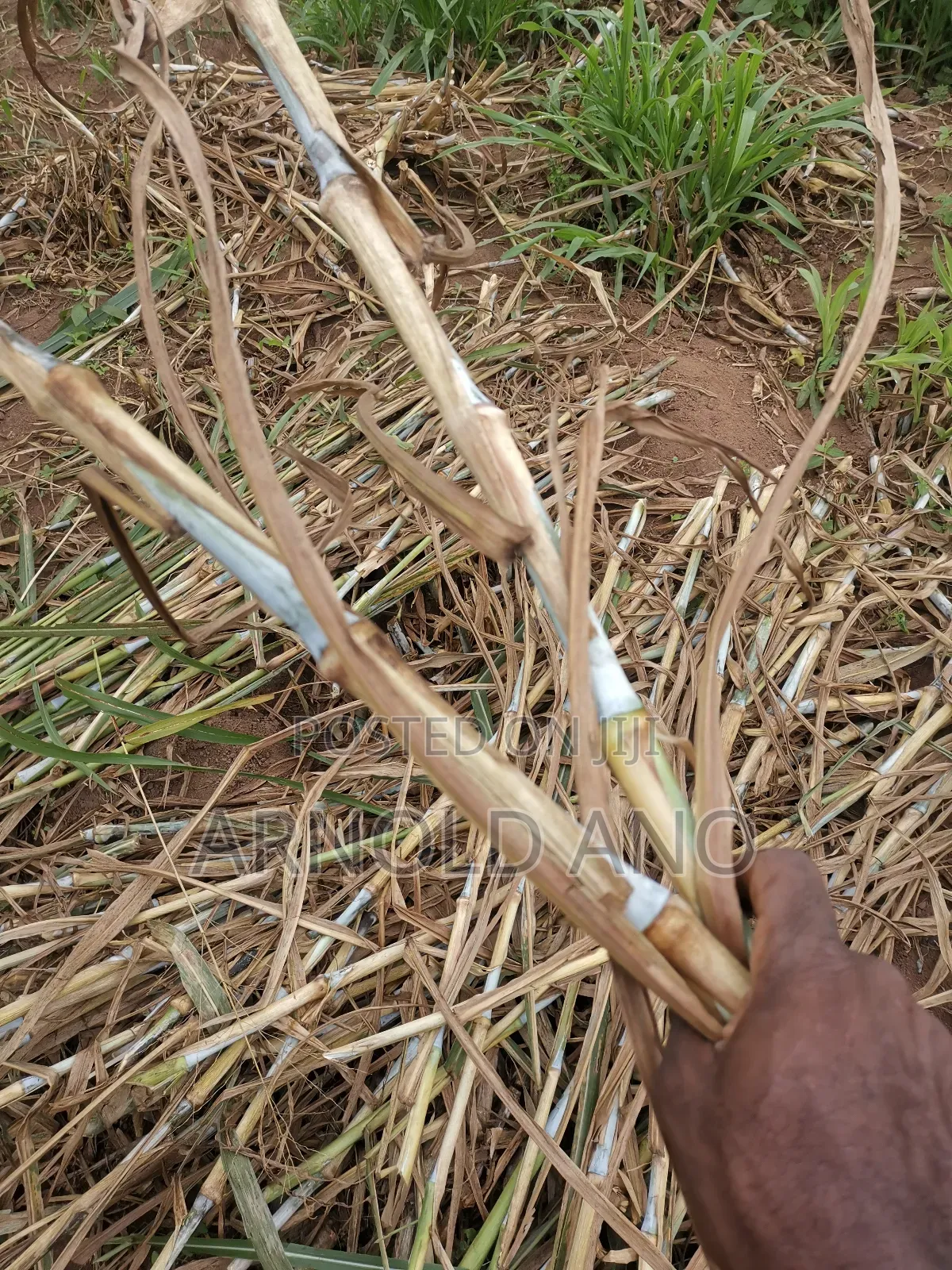 Super Napier Hybrid Grass Pakchong 1