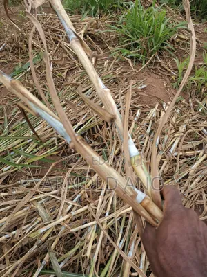 Super Napier Hybrid Grass Pakchong 1