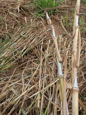 Super Napier Hybrid Grass Pakchong 1