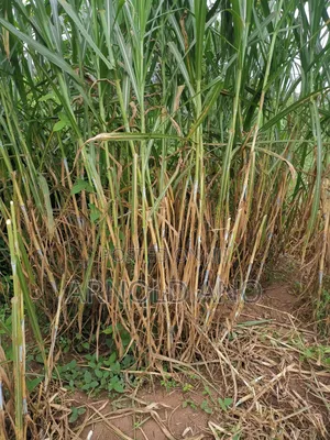 Super Napier Hybrid Grass Pakchong 1