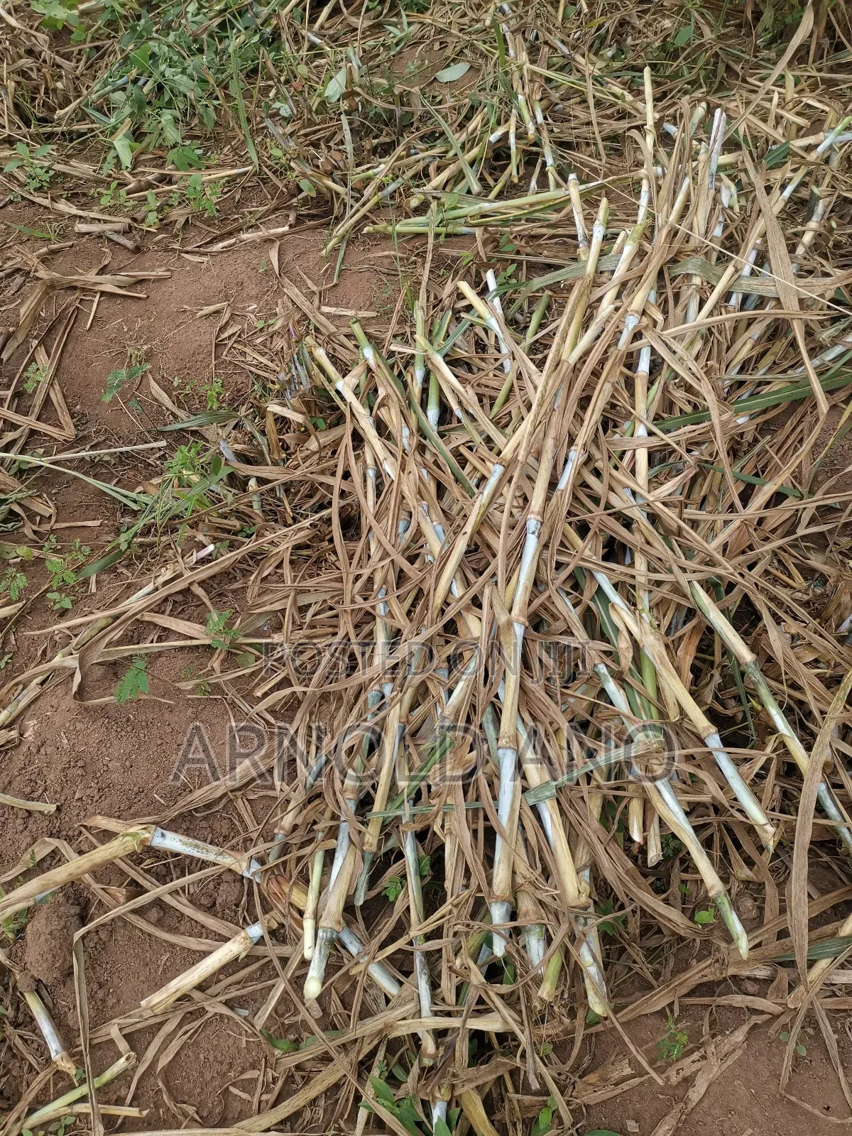 Super Napier Hybrid Grass Pakchong 1