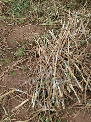 Super Napier Hybrid Grass Pakchong 1