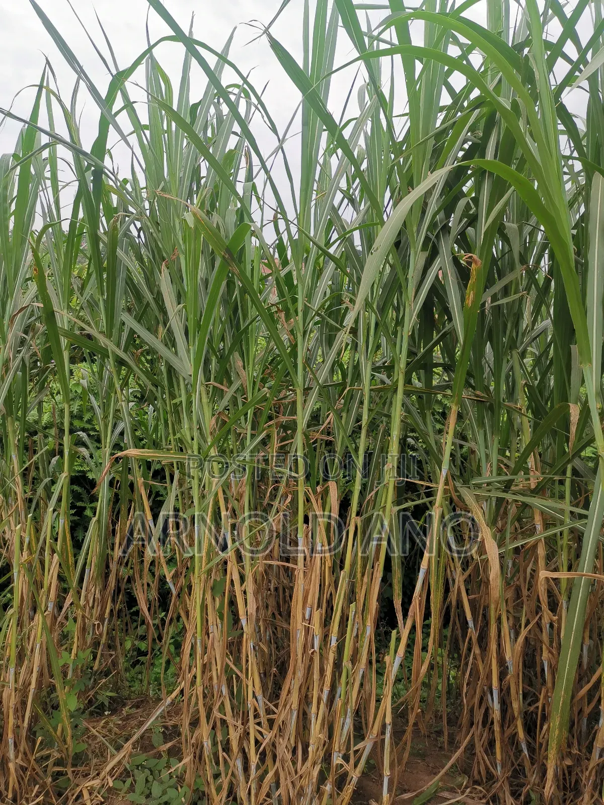 Super Napier Hybrid Grass Pakchong 1
