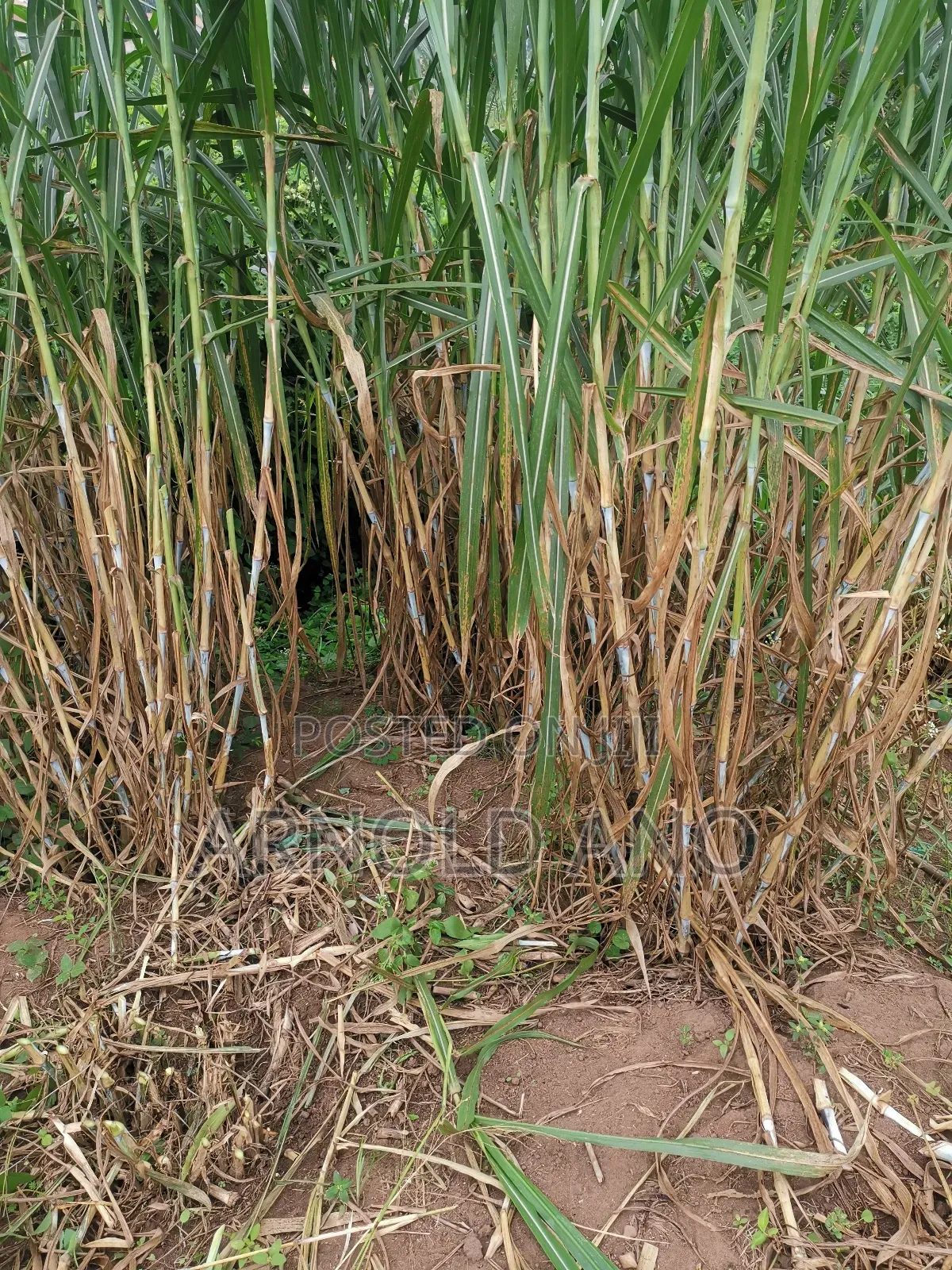 Super Napier Hybrid Grass Pakchong 1