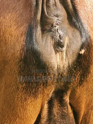 Mother Goat and It's Two Kids