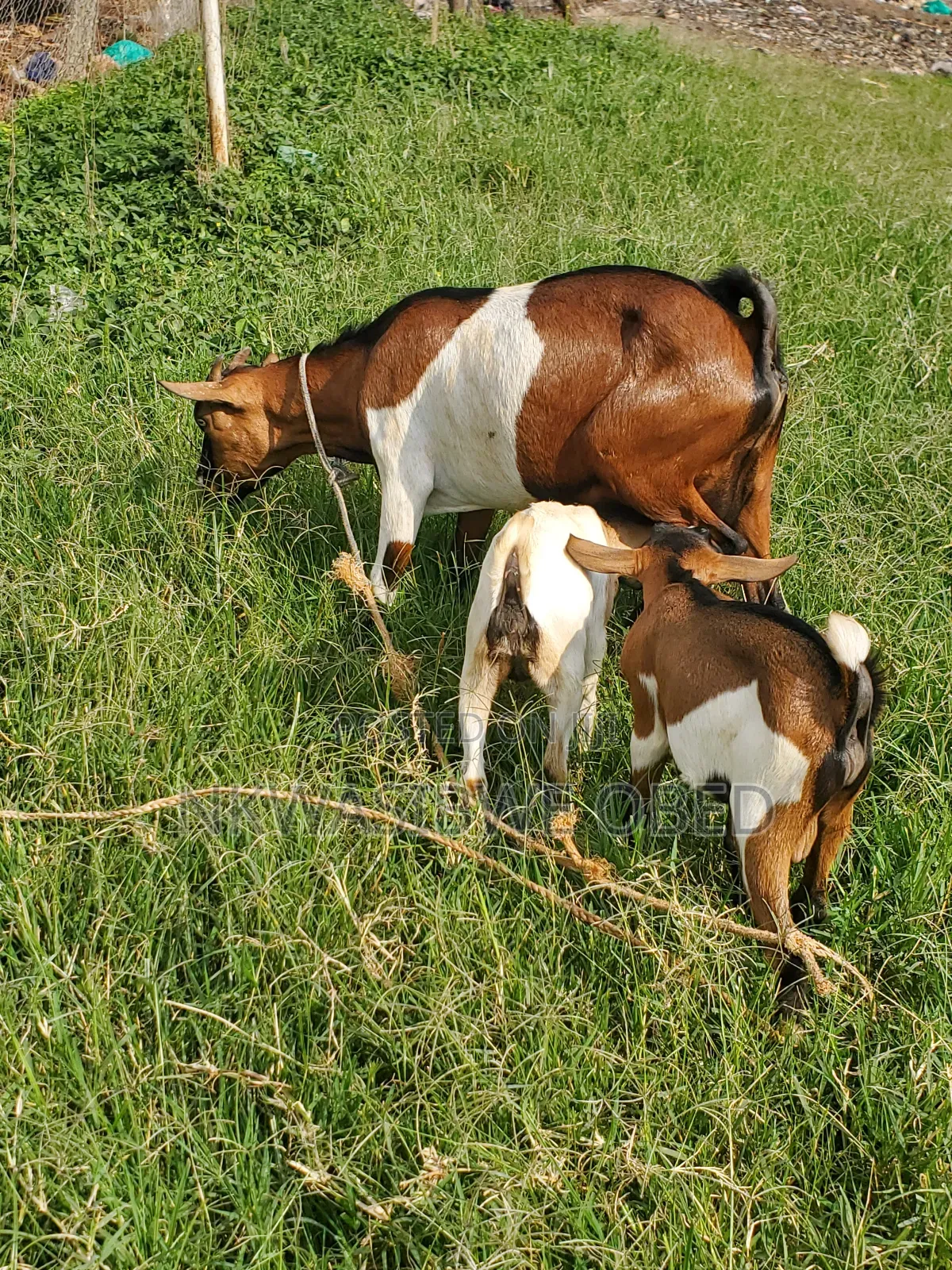 Mother Goat and It's Two Kids