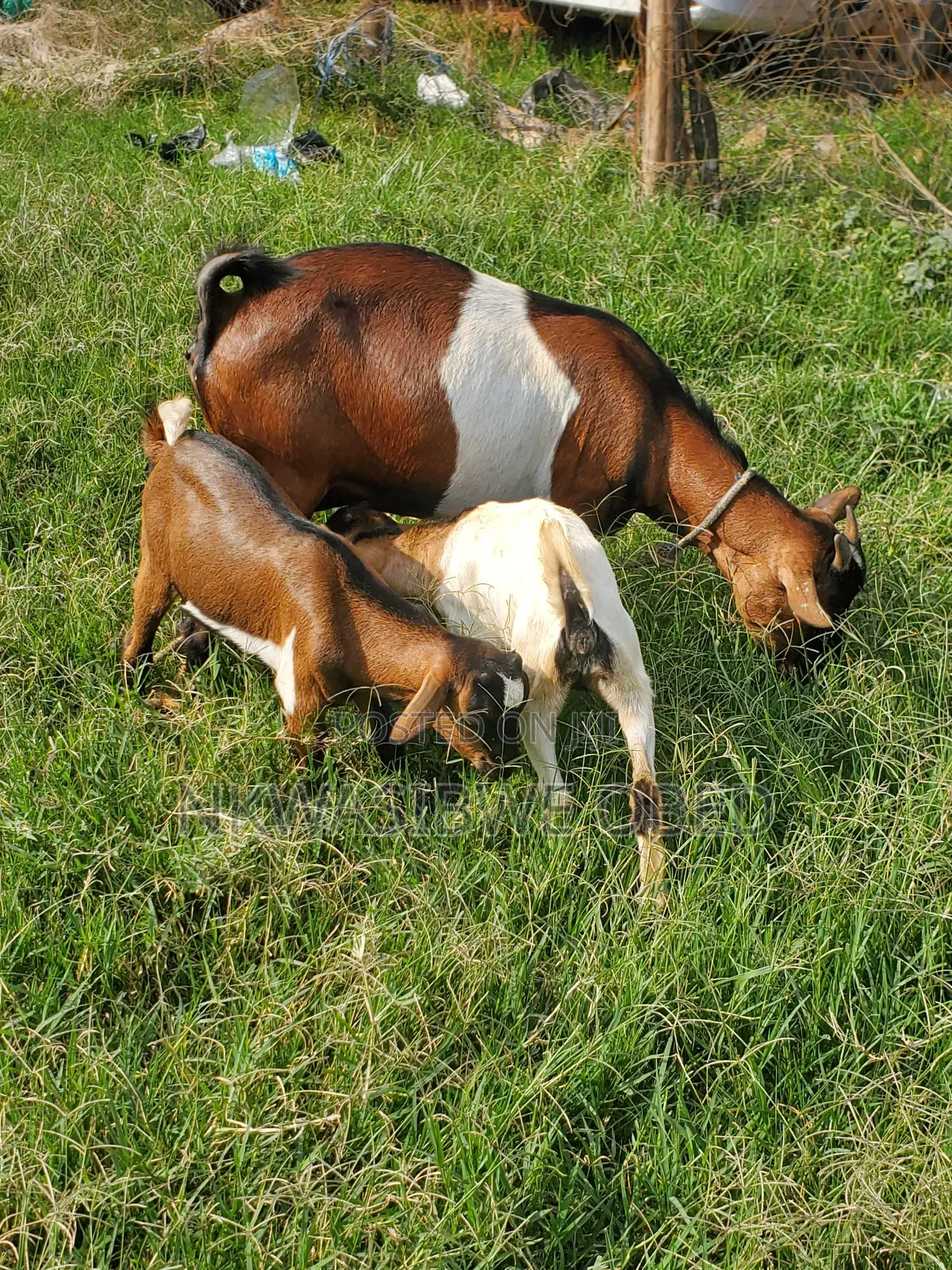 Mother Goat and It's Two Kids