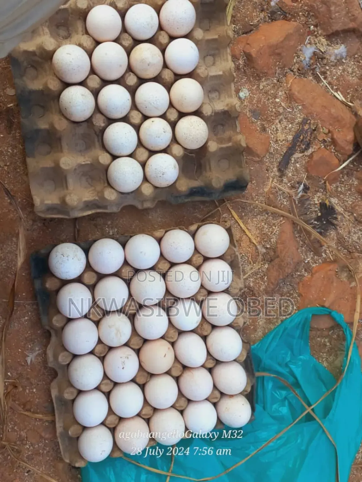 Eggs For ; Turkeys, Quails And Guinea Fowls