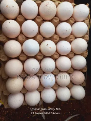 Eggs For ; Turkeys, Quails And Guinea Fowls