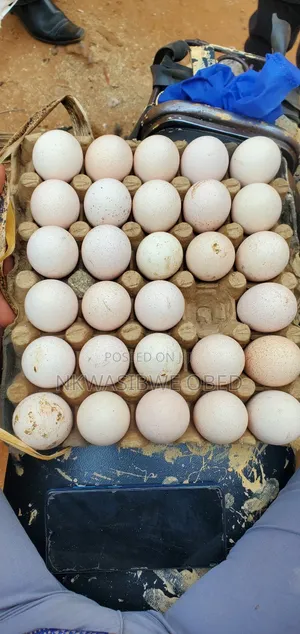 Eggs For ; Turkeys, Quails And Guinea Fowls