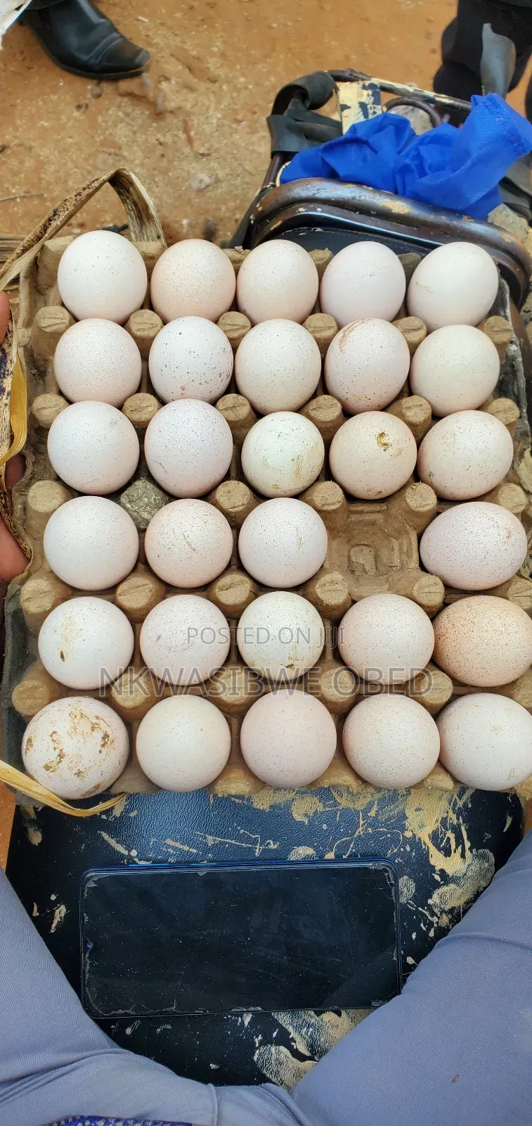 Eggs For ; Turkeys, Quails And Guinea Fowls