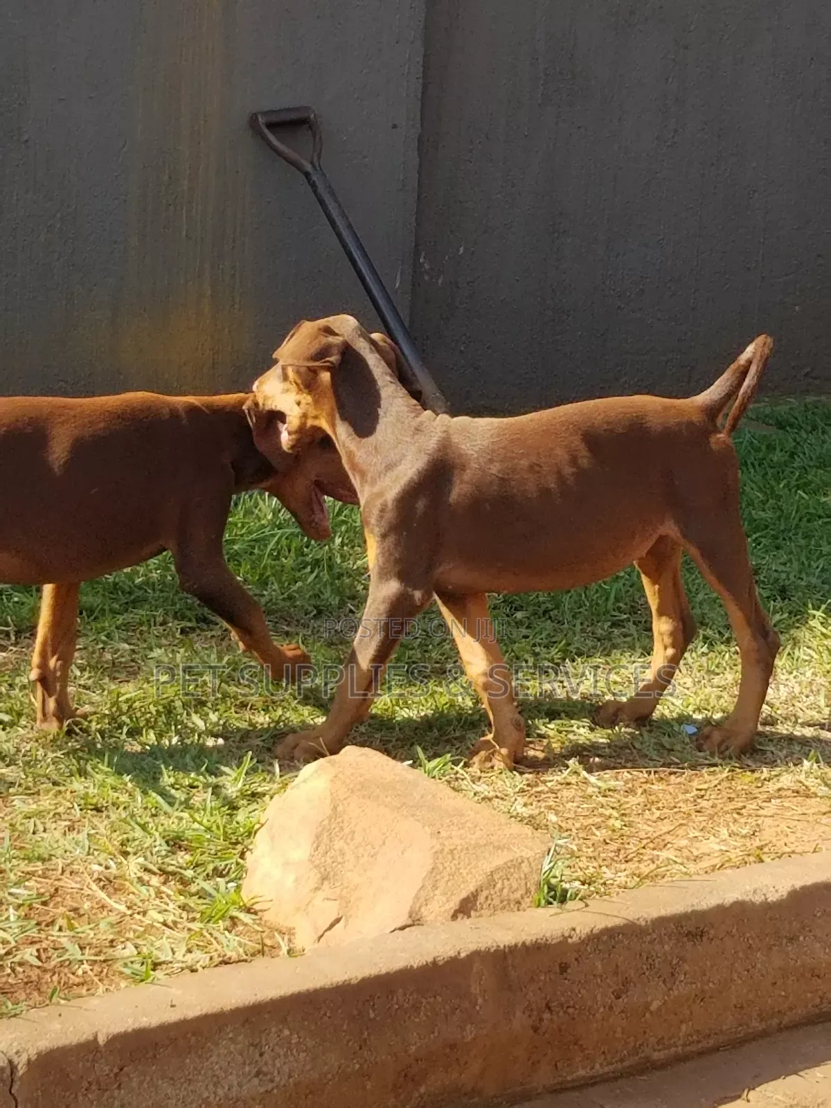 1-3 months Female Purebred Doberman Pinscher