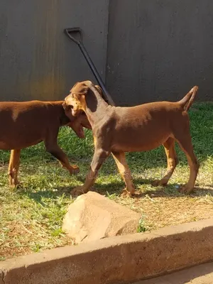 1-3 months Female Purebred Doberman Pinscher