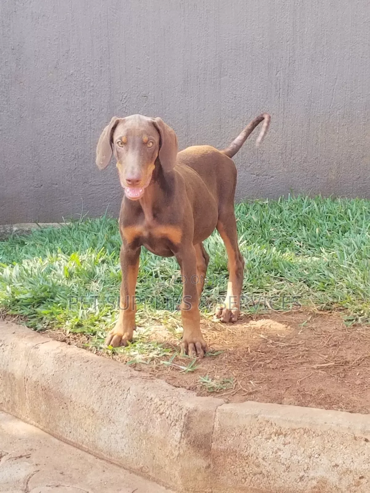 1-3 months Female Purebred Doberman Pinscher