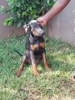 1-3 months Female Purebred Doberman Pinscher